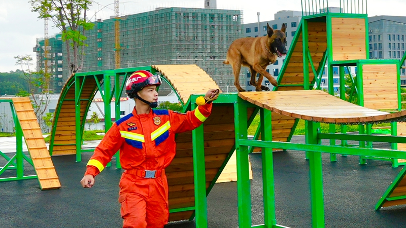 搜救犬小七穿越障碍训练.JPG
