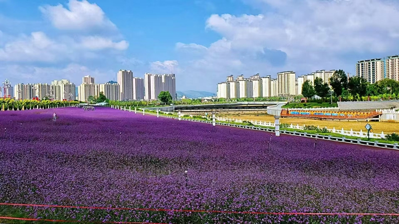 3.康乐县胭脂湖景区马鞭草盛放.jpg