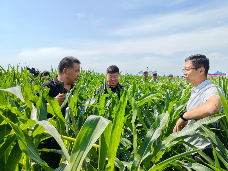 6月28日，师市调研组认真听取连队关于制种玉米种植规模、田间管护、农机配套、病虫害防治等工作汇报，详细询问智能农机的日常运维成本、实操性能、适配范围及推广成效等相关问题。苟汇敏  段鸿雁 摄.jpg