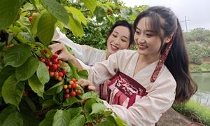 从“提篮叫卖”到“云端热销” 房县樱桃的“出山”密码