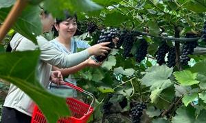 履职赋能产业兴 粒穗皆系民生情