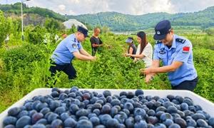 暖心警务守护“蓝莓经济”