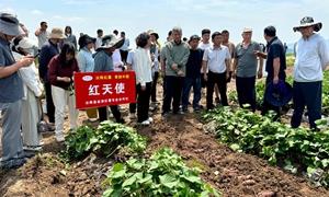 河南洛阳：旱塬红薯高产有良法