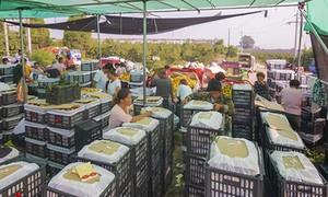 党建引领铺就致富路 油桃飘香振兴苏阳村