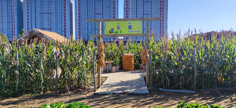 汉字田园玉米劳动实践基地.jpg