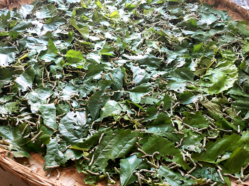 小蚕在吃桑叶.jpg