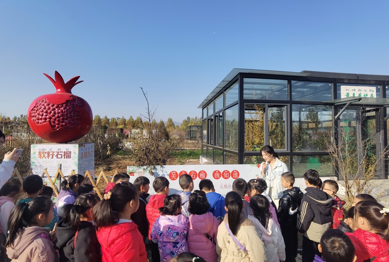 石家庄市鹿泉区上庄镇南庄幼儿园学生现场学习关于石榴的知识.jpg