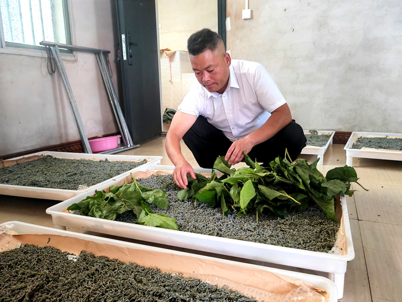 双乳镇南窑村党支部书记王延强正在给蚕喂桑叶.jpg