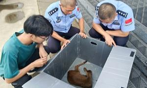 跌墙缝幼獐被困受伤 遇民警获救重返自然