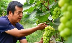 杨凌新集葡萄酿成乡村振兴甜蜜产业