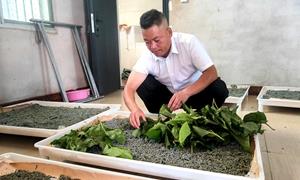 汉阴县：小蚕桑织就乡村振兴富民“新丝路”