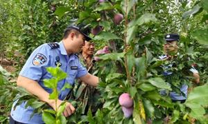 瓜田李下助丰收 警民同心话乡情